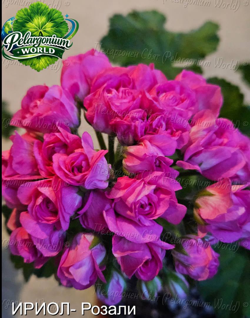 Pelargonium World Gallery