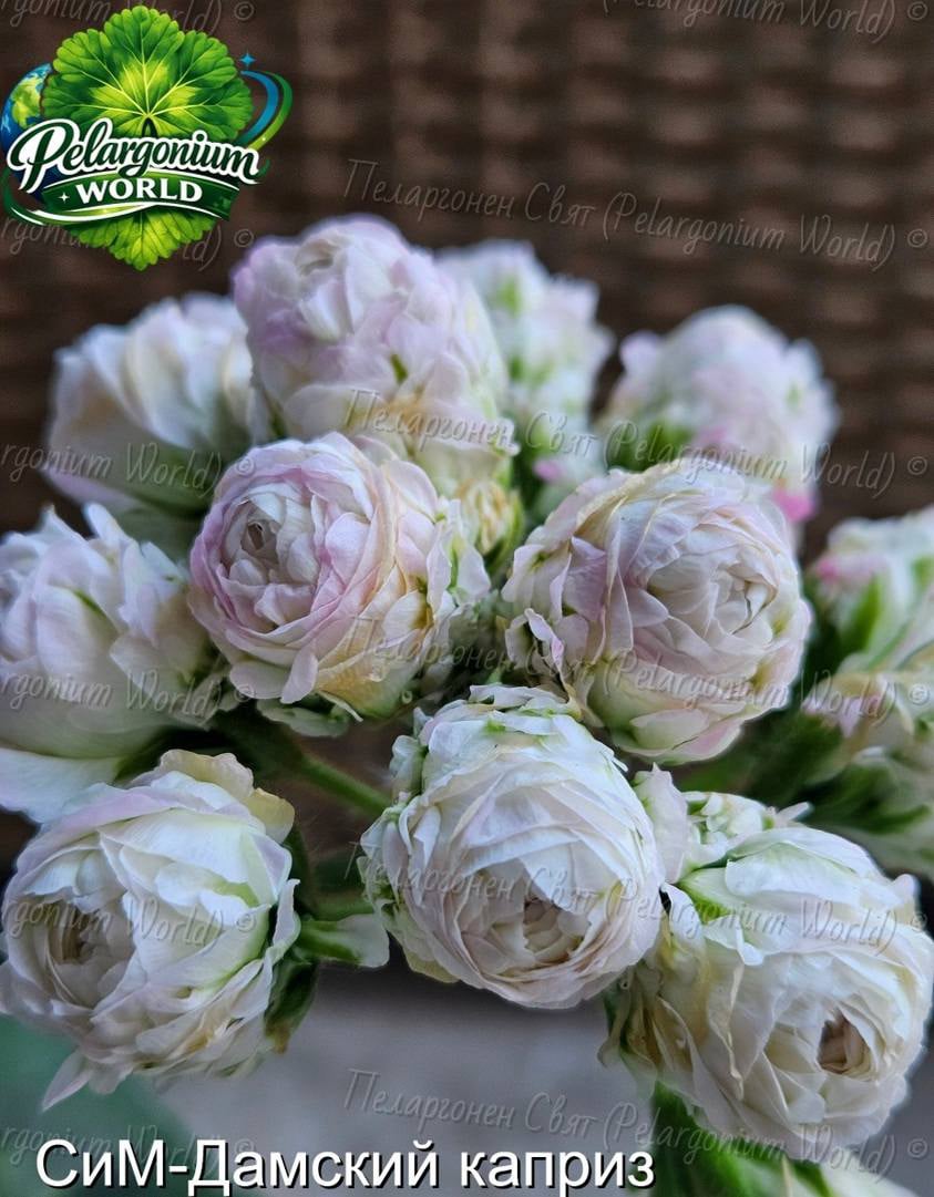 Pelargonium World Gallery