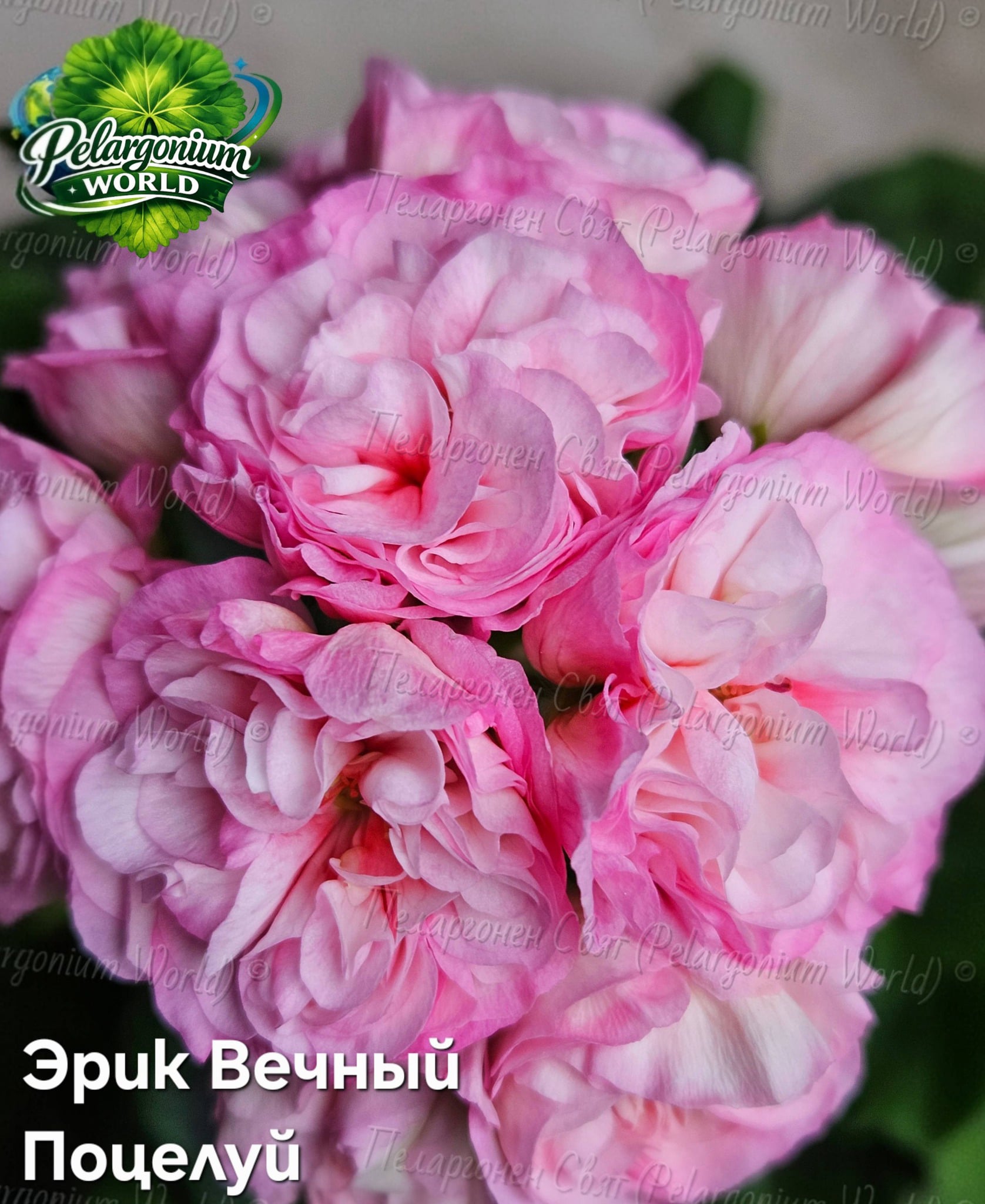 Pelargonium World Gallery