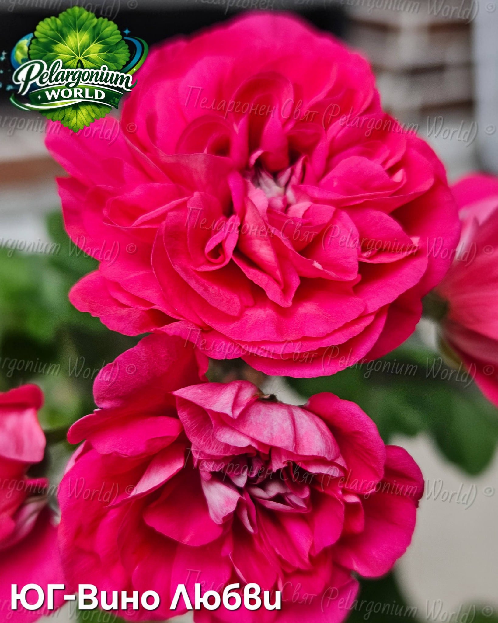 Pelargonium World Gallery