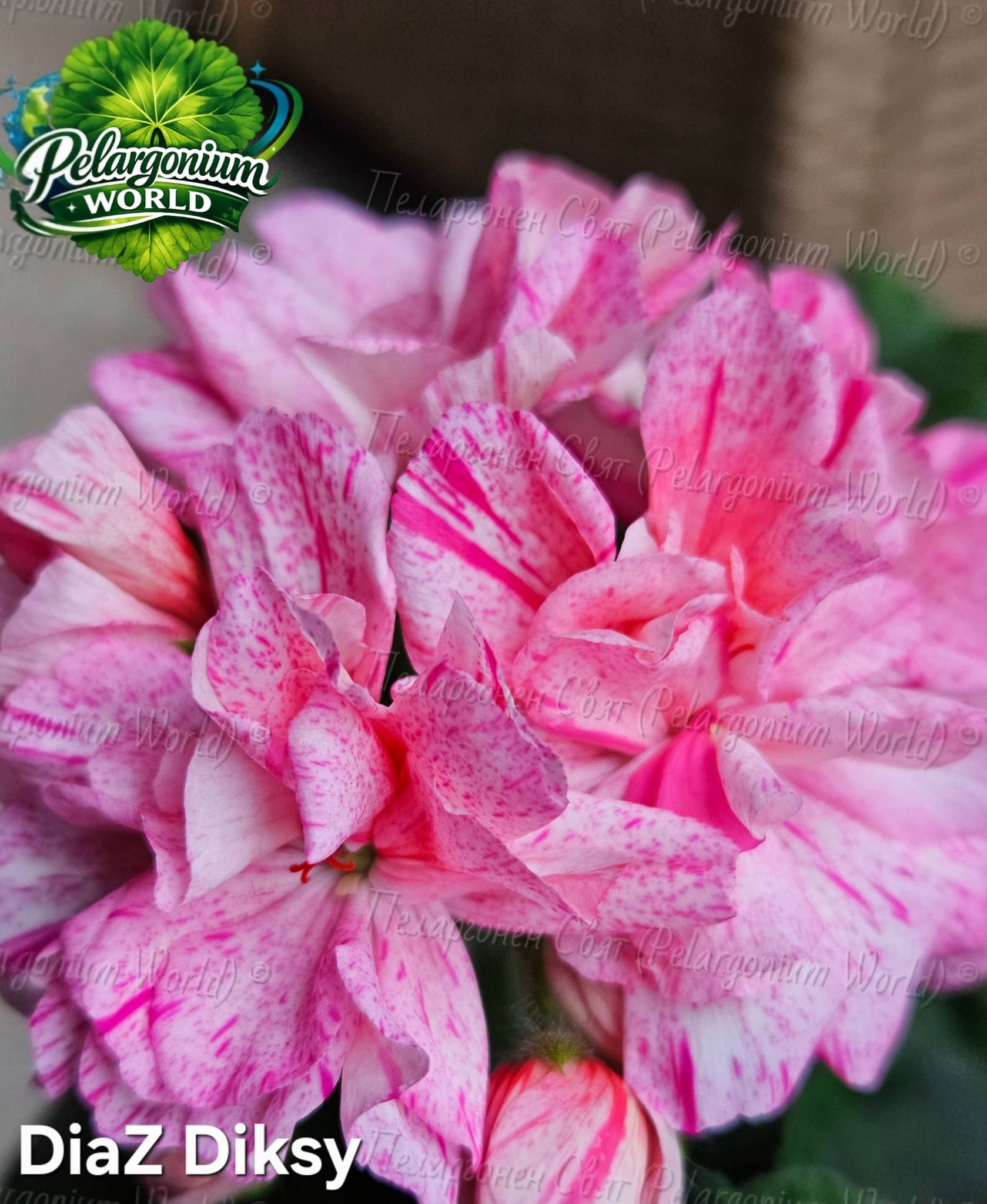 Pelargonium World Gallery