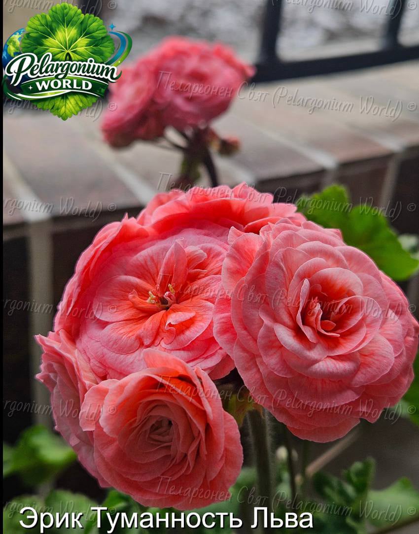 Pelargonium World Gallery