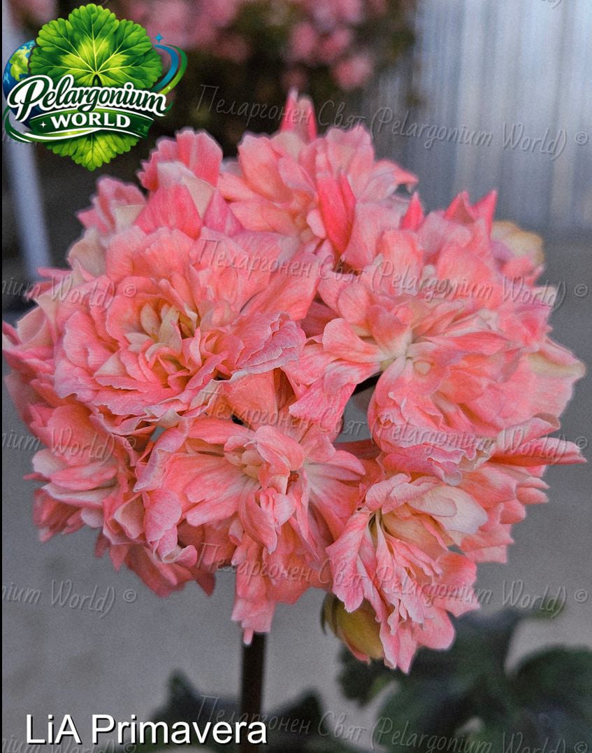 Pelargonium World Gallery