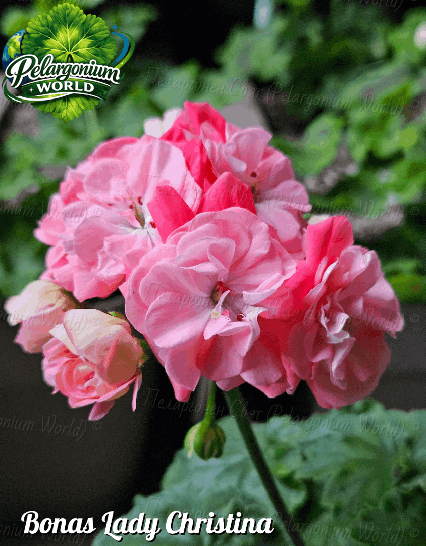 Pelargonium World Catalogue