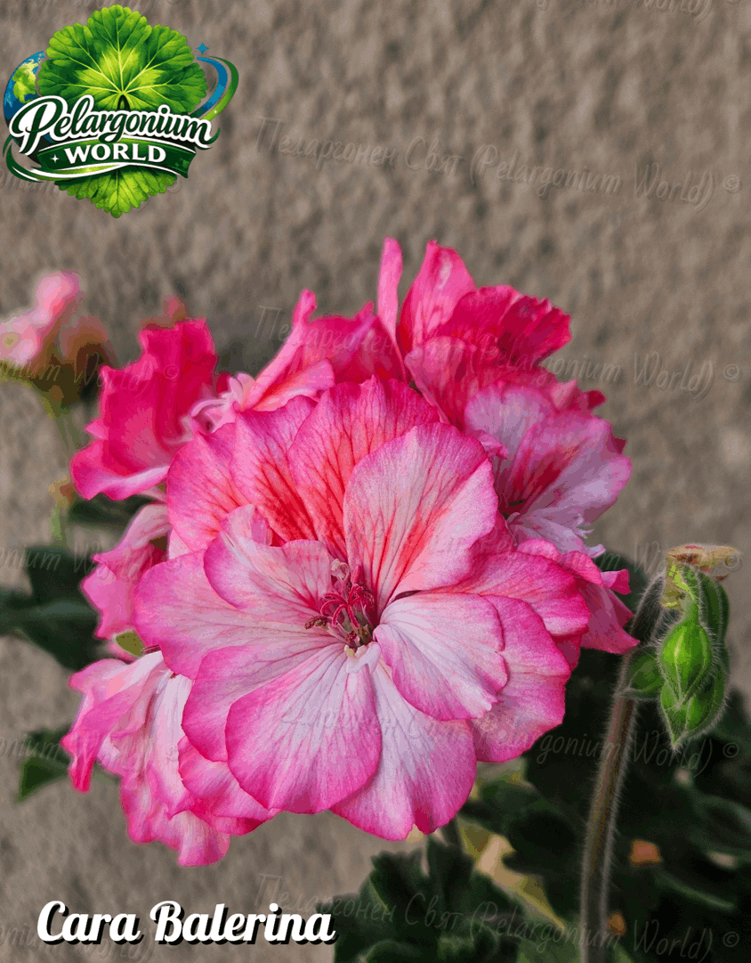 Pelargonium World Catalogue