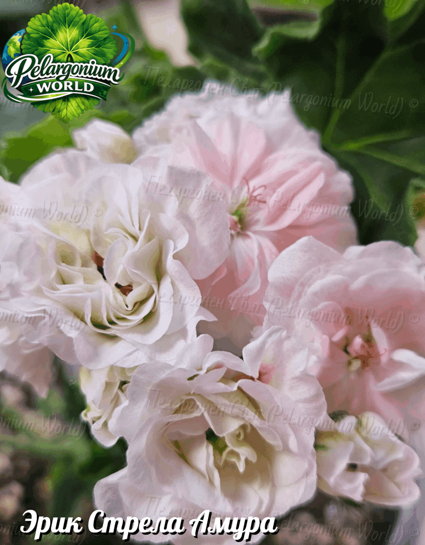 Pelargonium World Catalogue