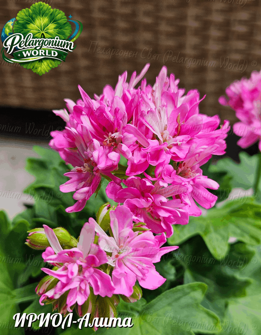 Pelargonium World Catalogue