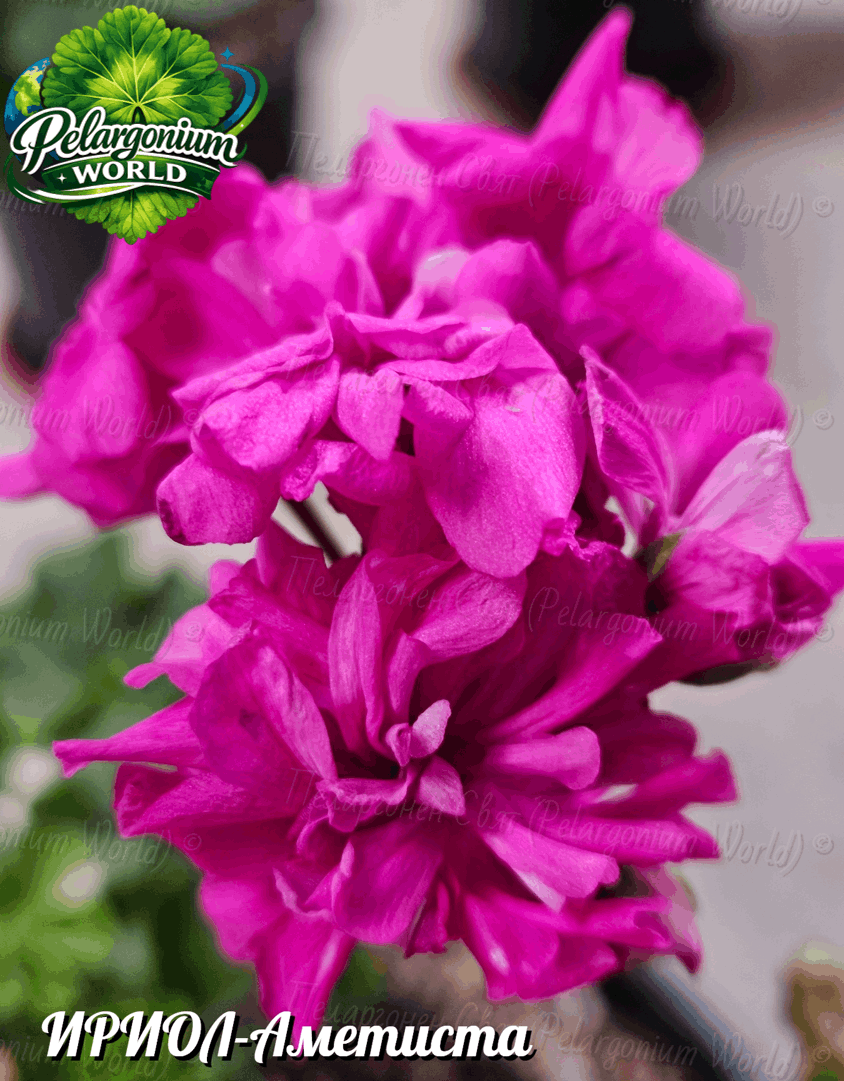 Pelargonium World Catalogue