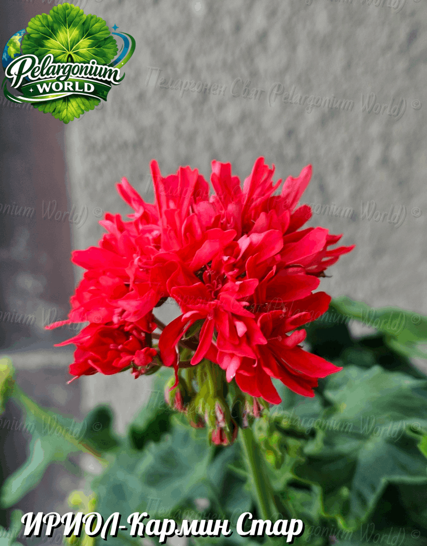 Pelargonium World Catalogue