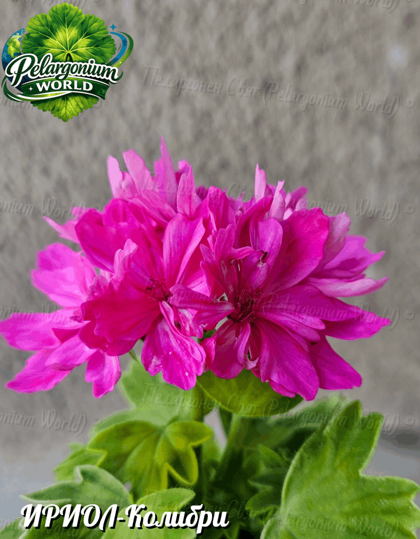 Pelargonium World Catalogue
