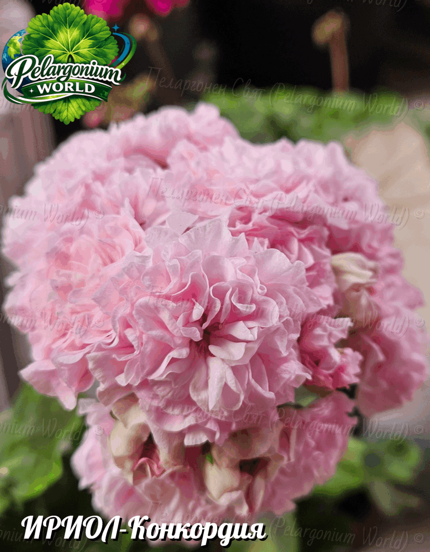 Pelargonium World Catalogue