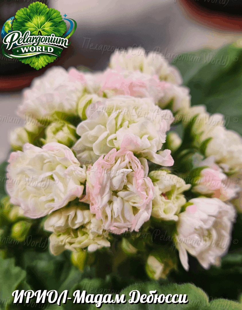 Pelargonium World Catalogue