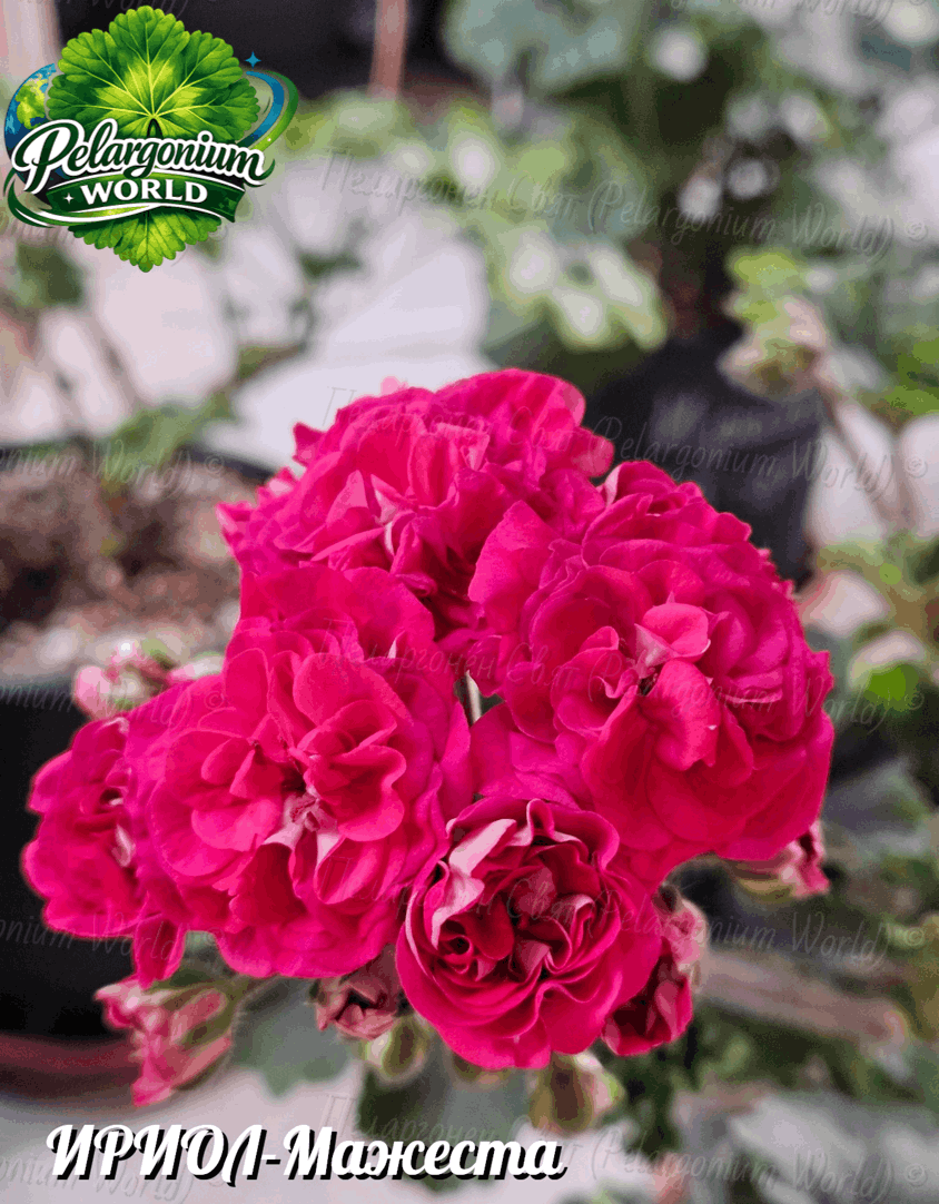 Pelargonium World Catalogue