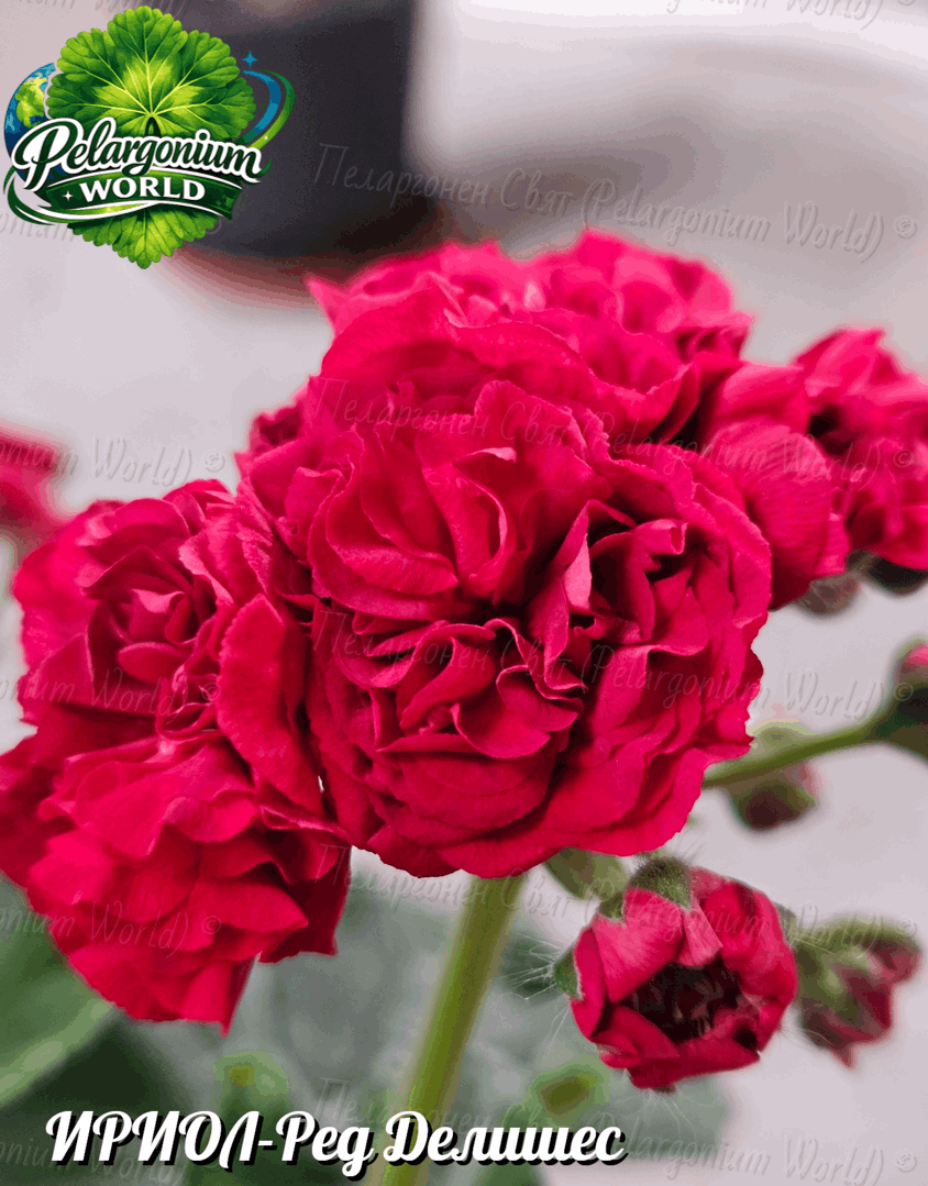 Pelargonium World Catalogue