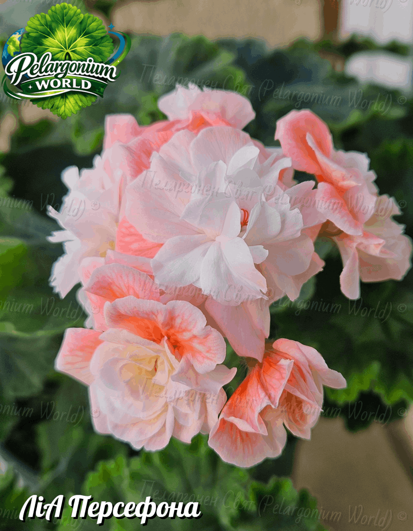 Pelargonium World Catalogue