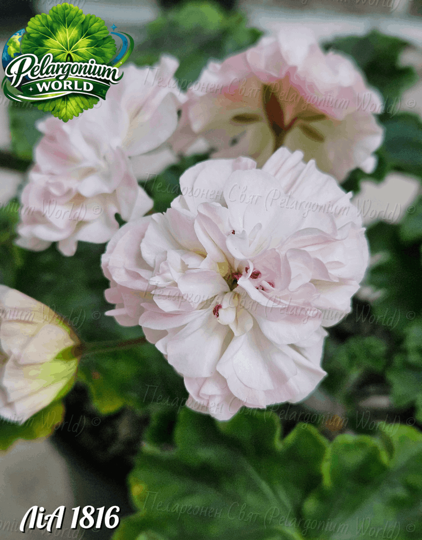 Pelargonium World Catalogue