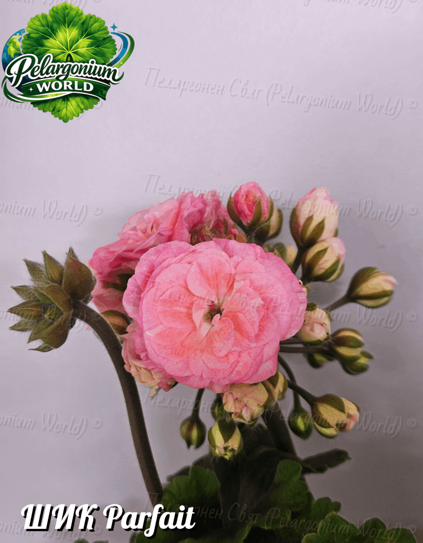 Pelargonium World Catalogue