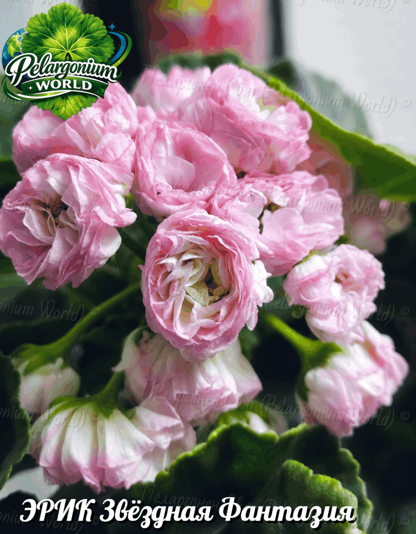Pelargonium World Catalogue