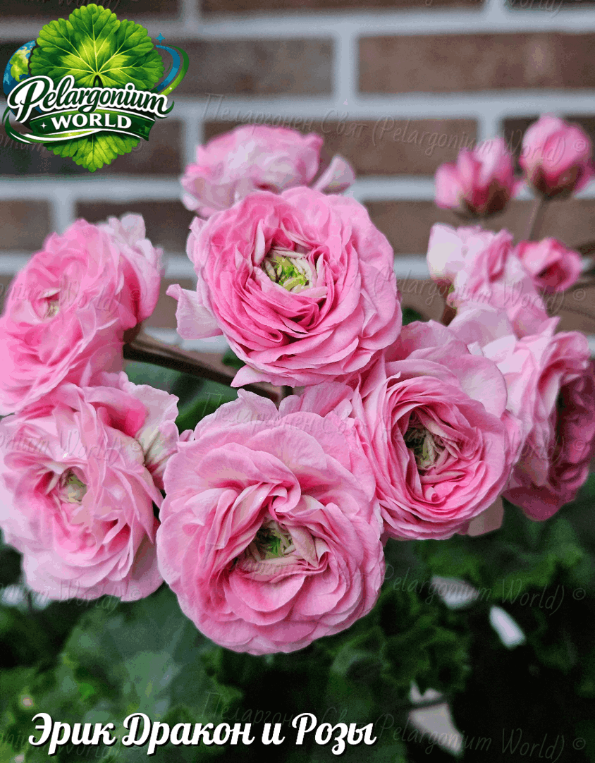 Pelargonium World Catalogue