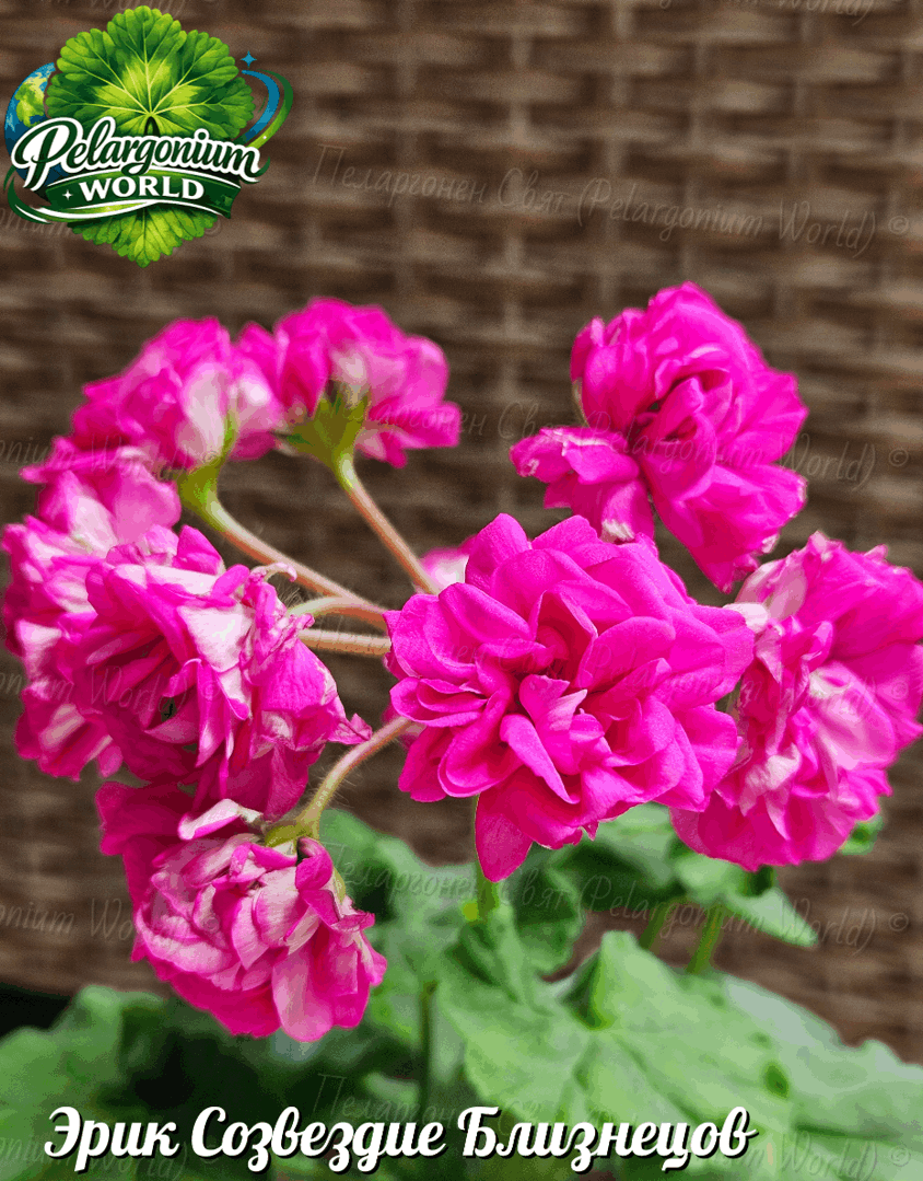 Pelargonium World Catalogue