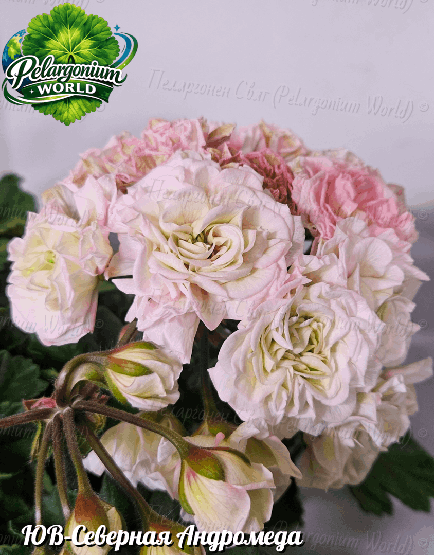 Pelargonium World Catalogue