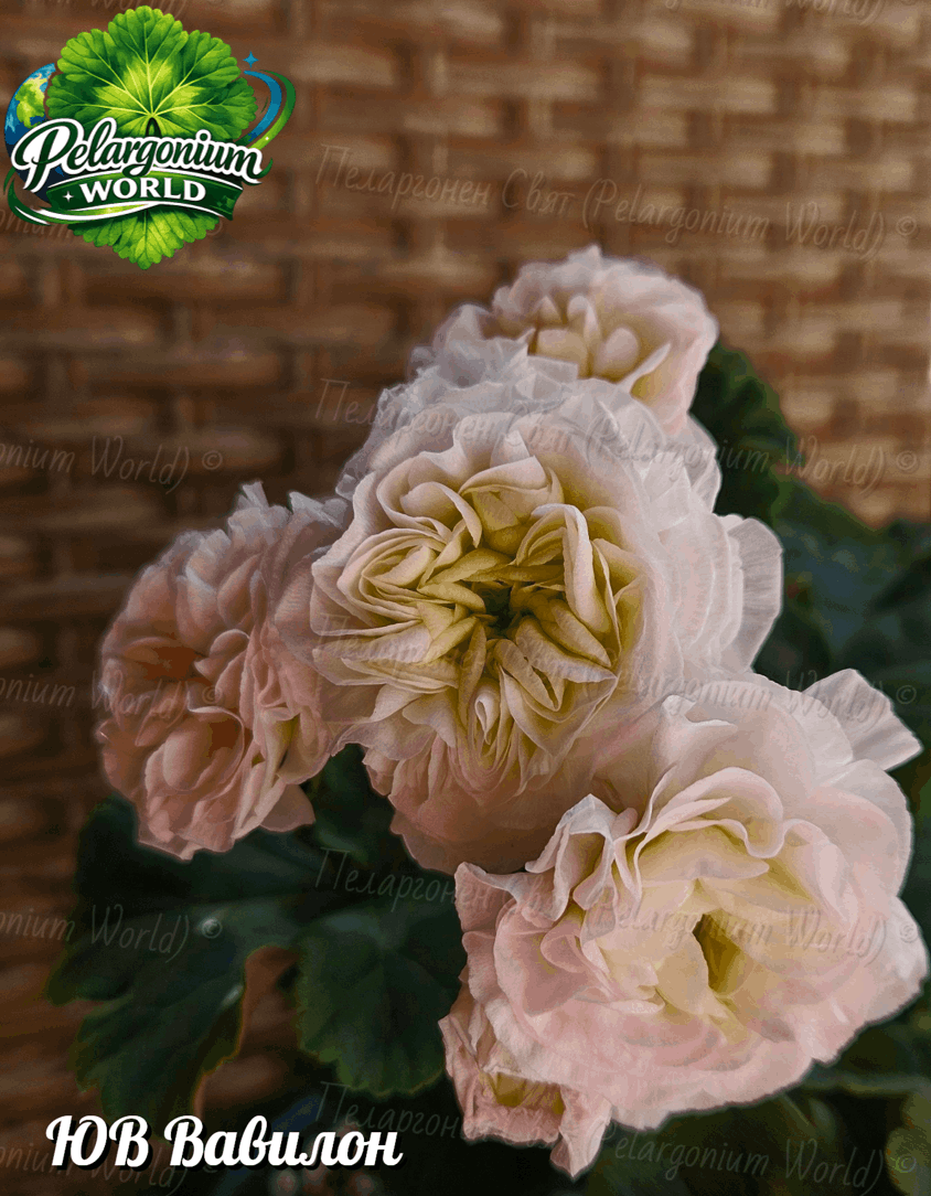 Pelargonium World Catalogue