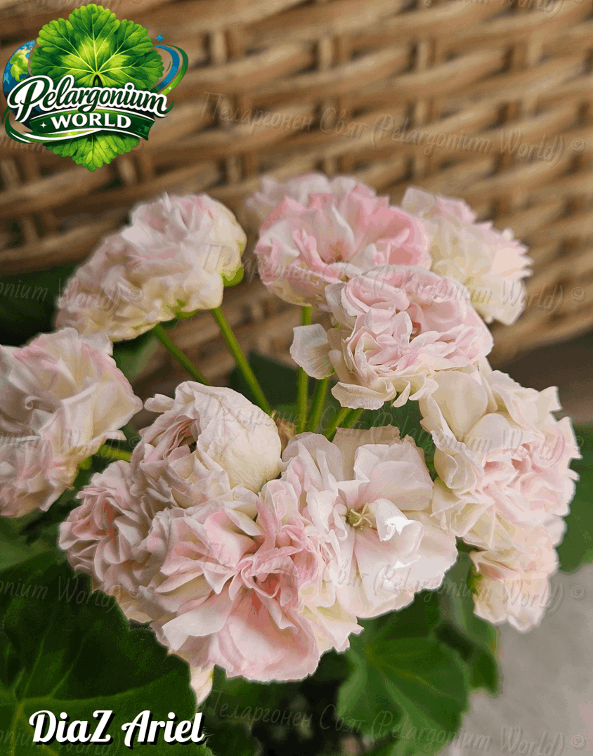 Pelargonium World Catalogue