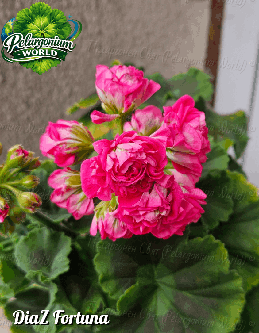 Pelargonium World Catalogue