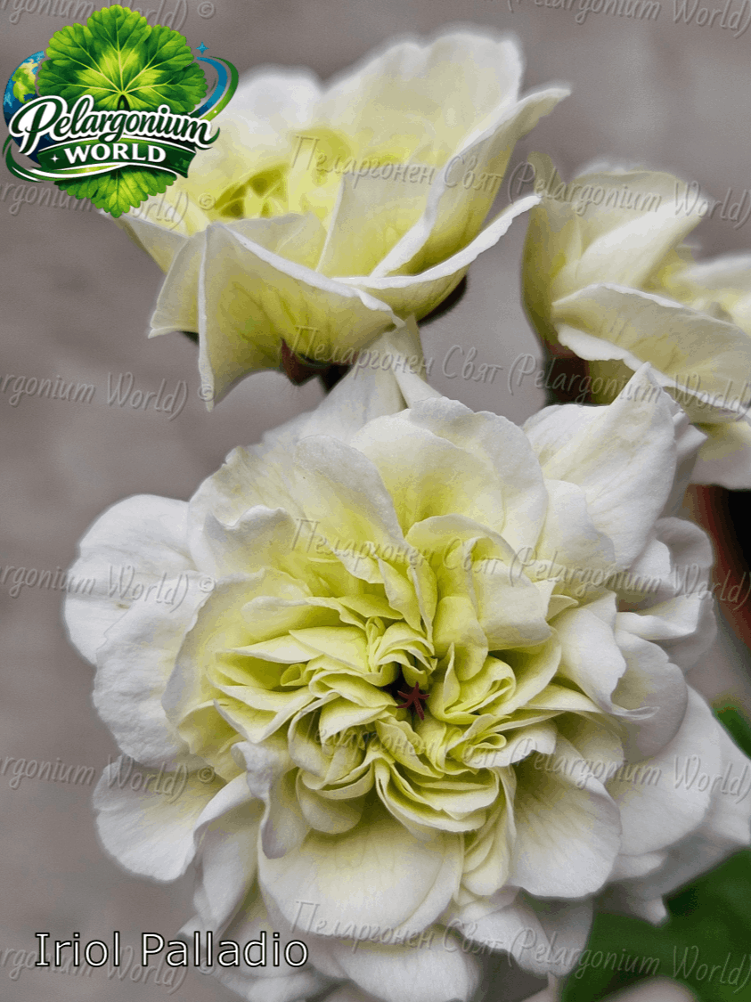Pelargonium World Catalogue
