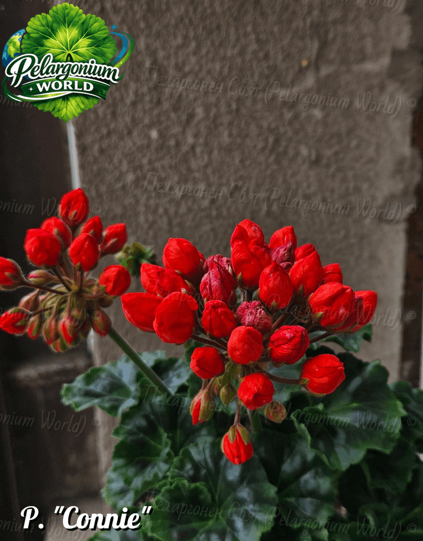 Pelargonium World Catalogue