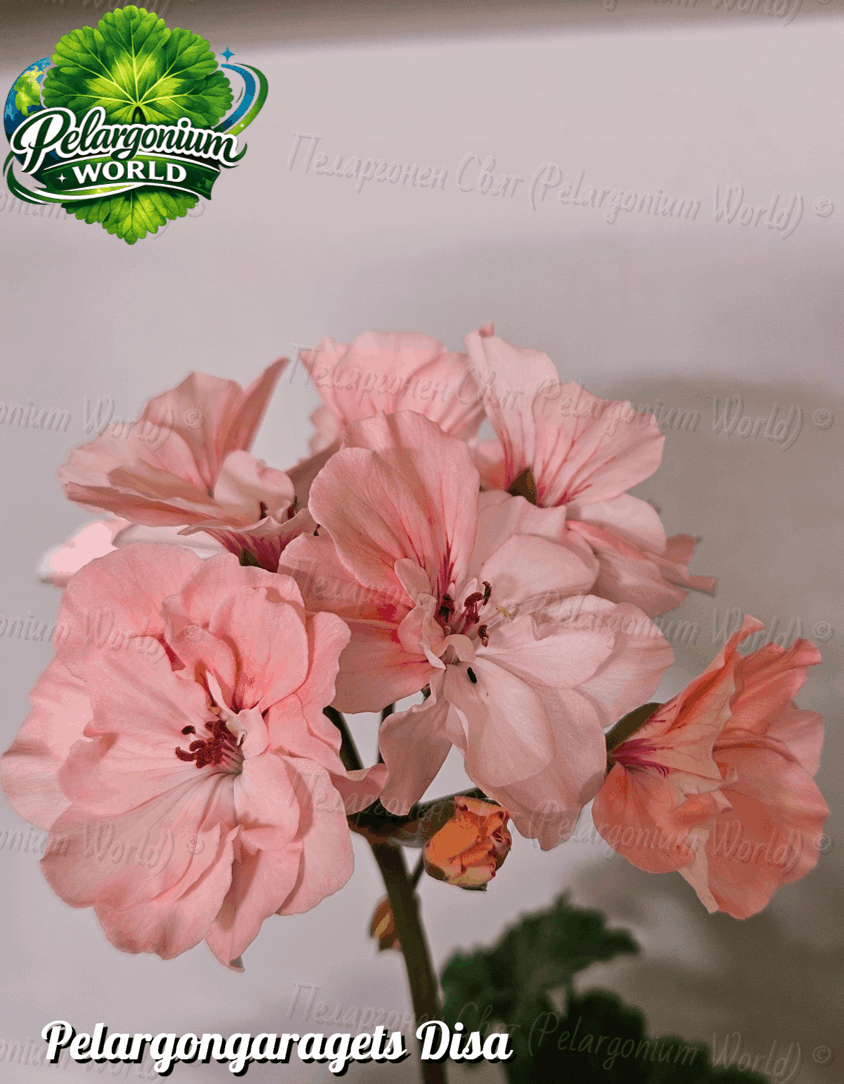 Pelargonium World Catalogue