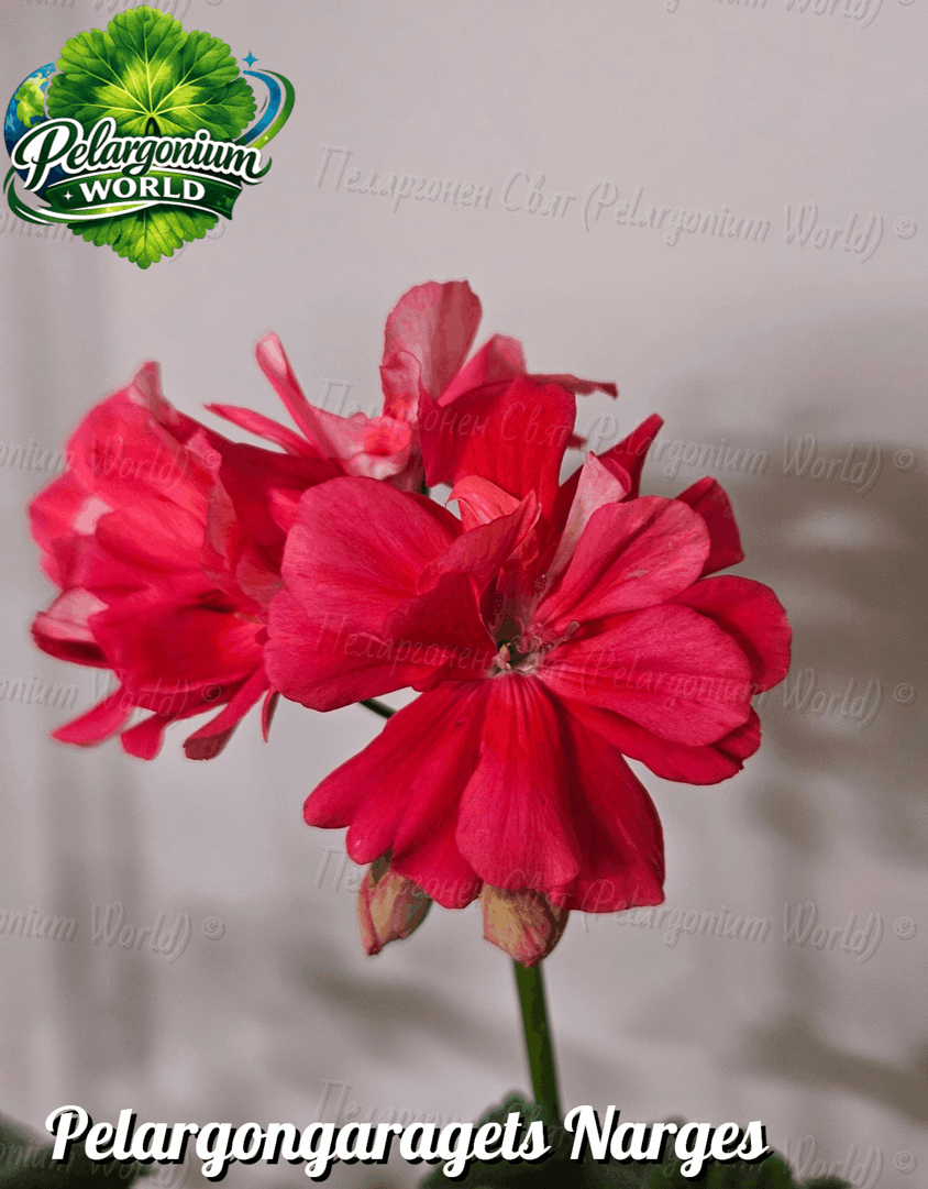 Pelargonium World Catalogue