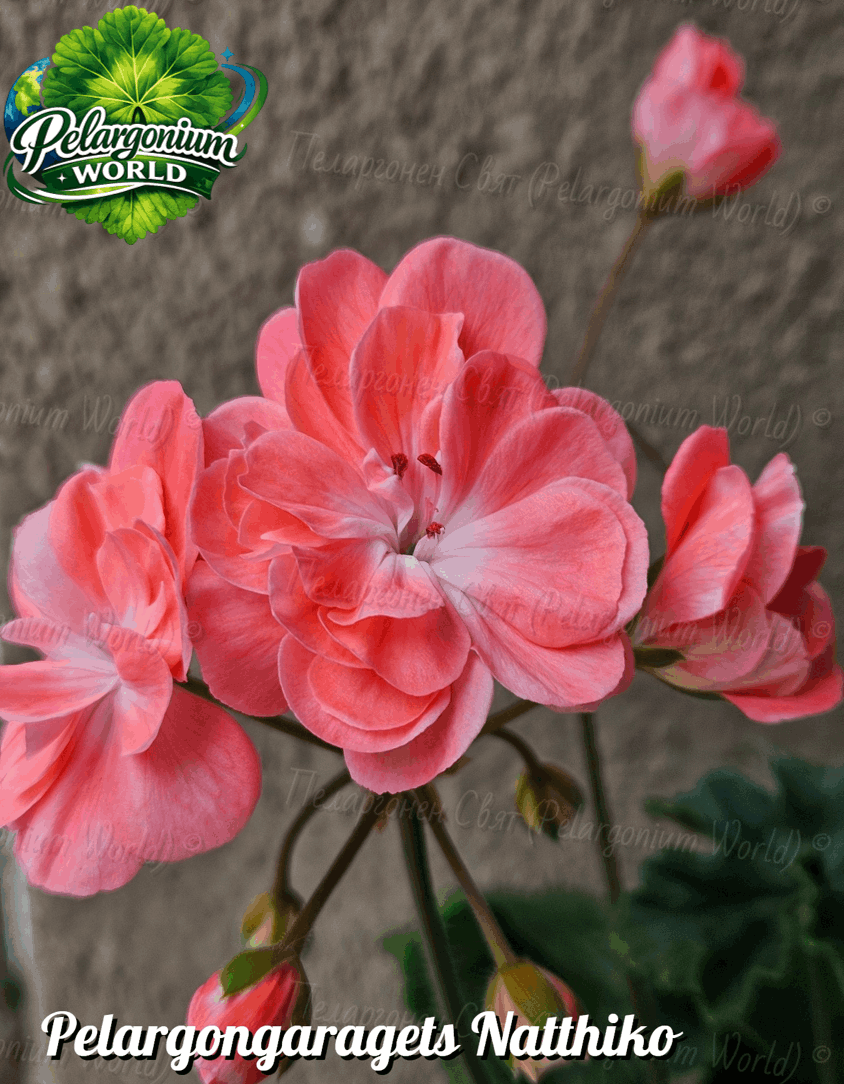 Pelargonium World Catalogue