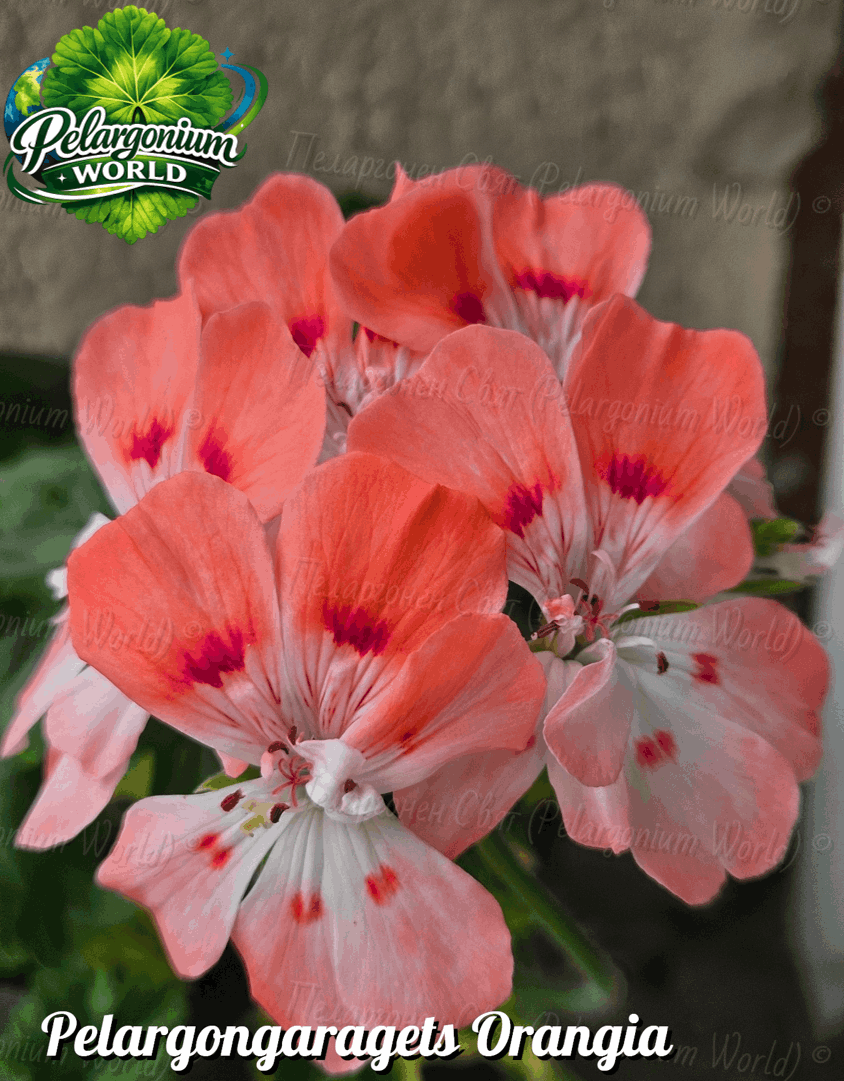 Pelargonium World Catalogue