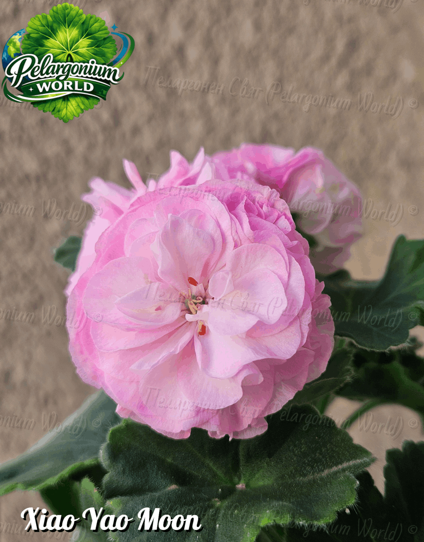 Pelargonium World Catalogue